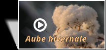 Aube hivernale