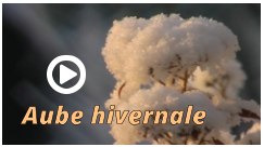 Aube hivernale