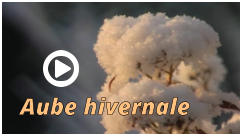 Aube hivernale