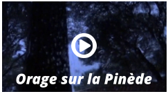 Orage sur la Pinède